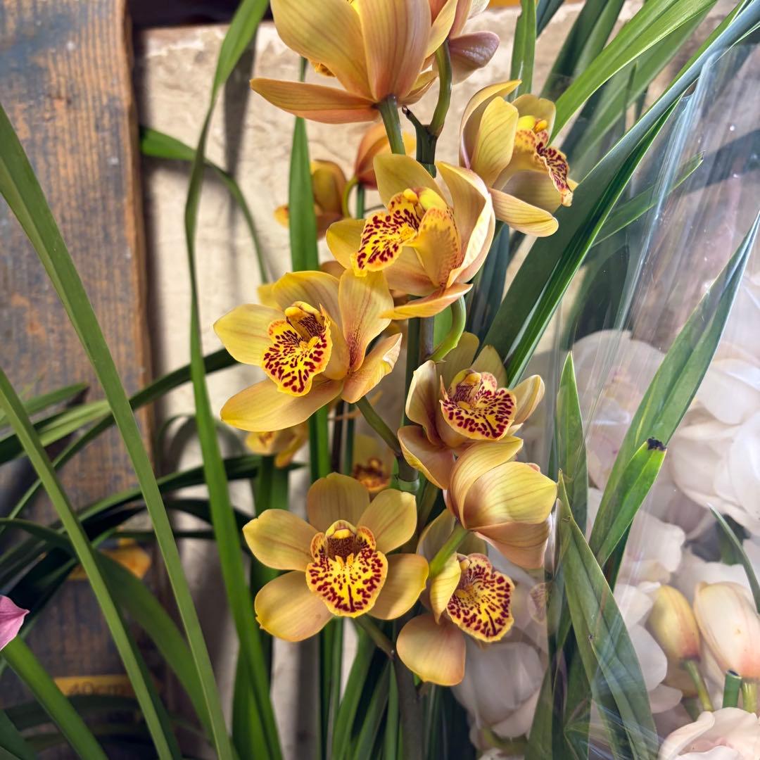 グ*チ様 蘭　育成用株　5つ　シンビジューム　バンダ　オンシジューム