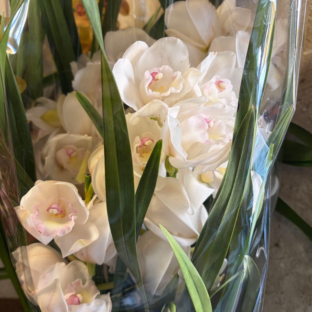 グ*チ様 蘭　育成用株　5つ　シンビジューム　バンダ　オンシジューム