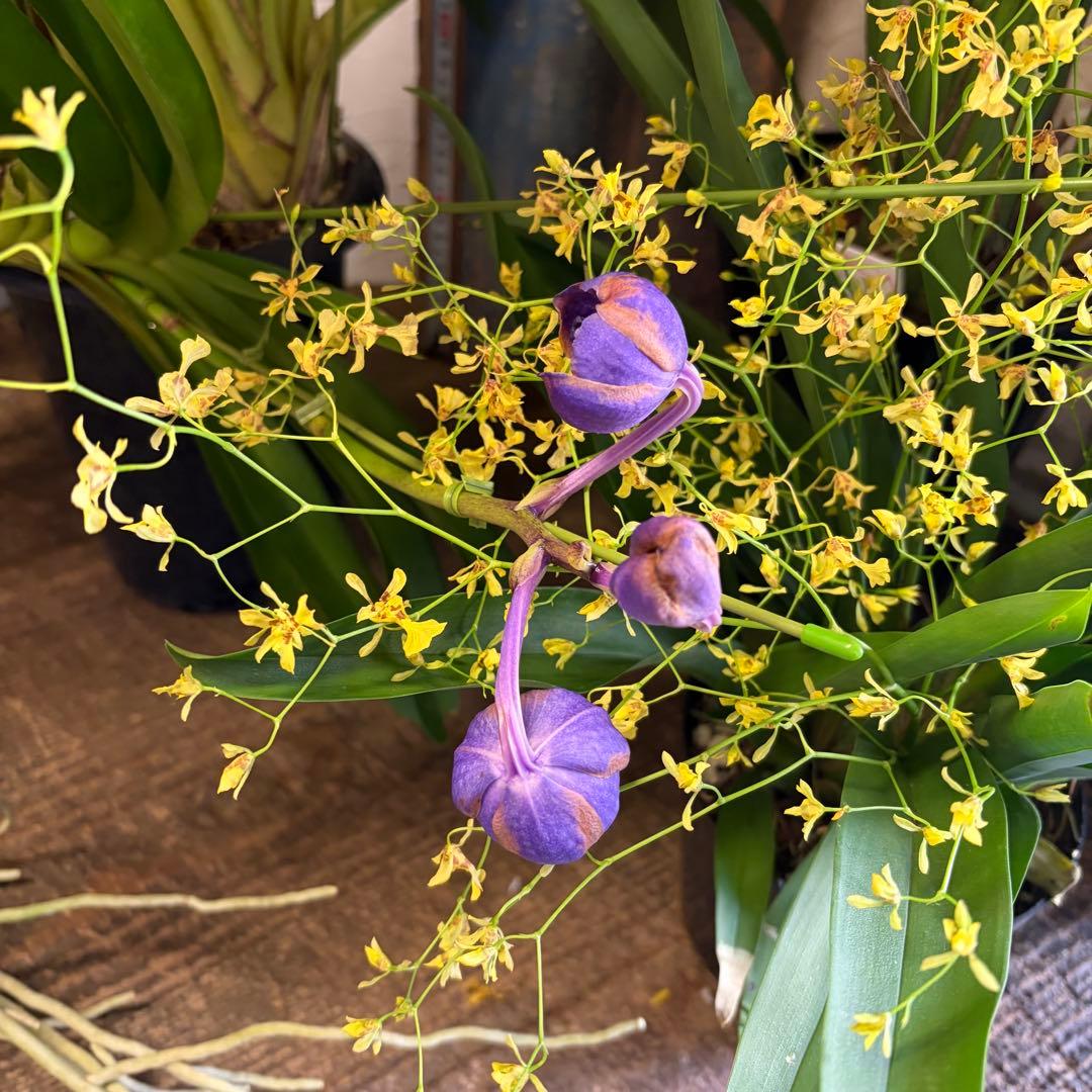 グ*チ様 蘭　育成用株　5つ　シンビジューム　バンダ　オンシジューム