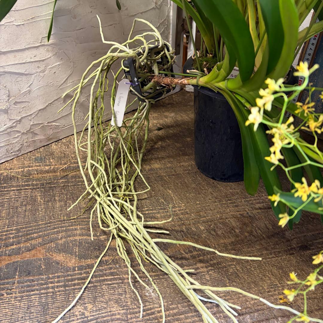 グ*チ様 蘭　育成用株　5つ　シンビジューム　バンダ　オンシジューム