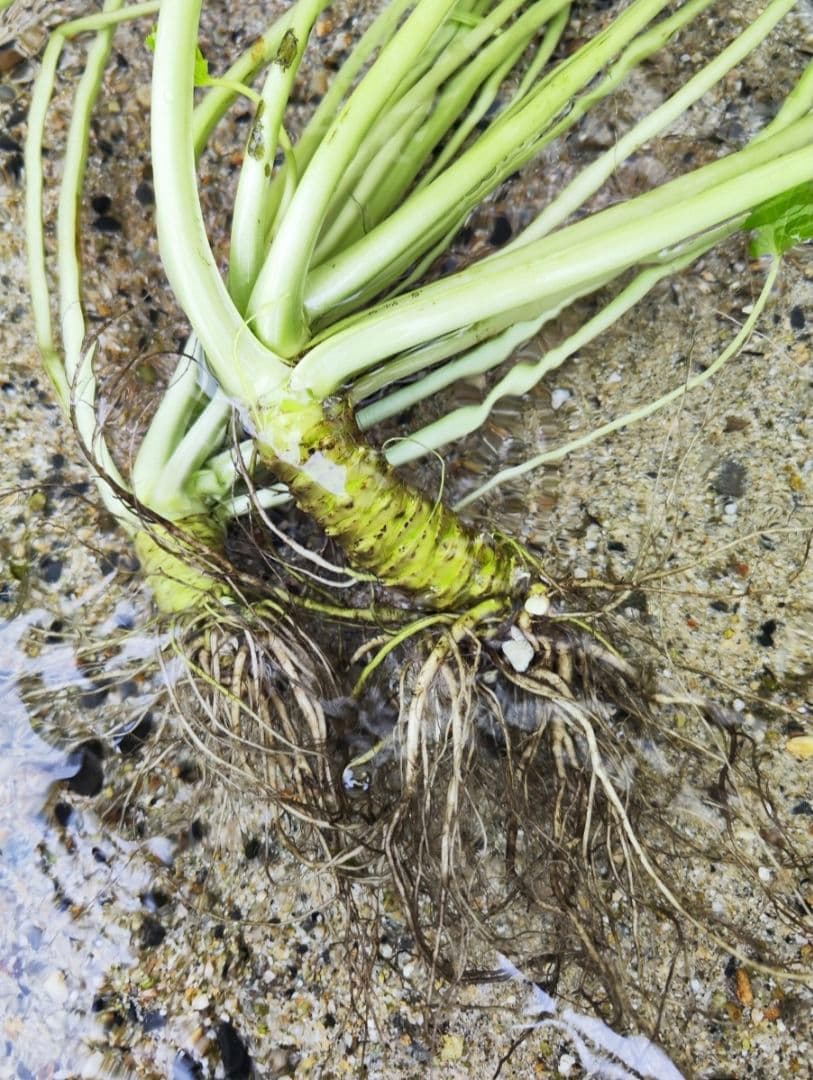 【別注】えぐ 安曇野産 生わさび 500g