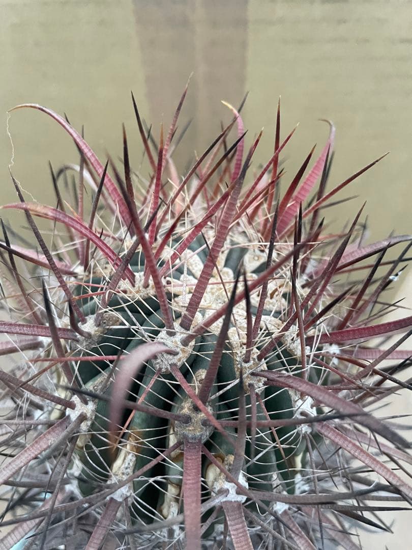 サボテン フェロカクタス 神仙玉 古株 大きめ 焼けあり