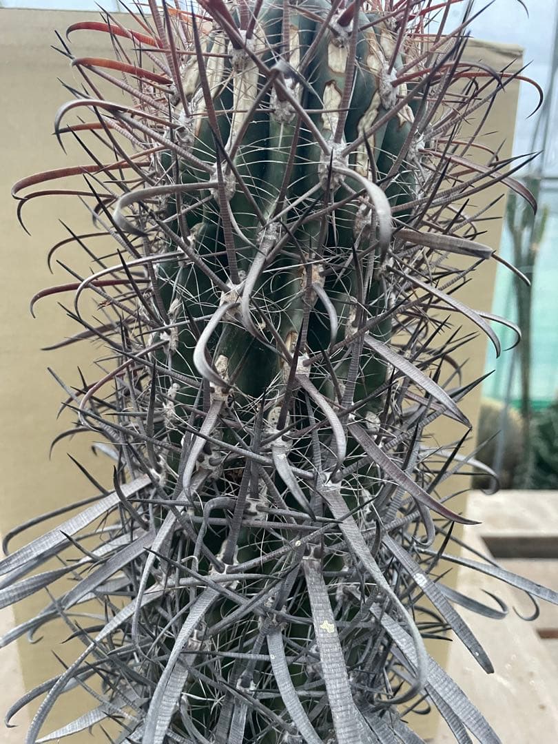 サボテン フェロカクタス 神仙玉 古株 大きめ 焼けあり