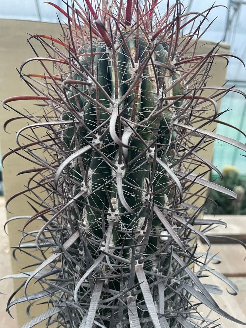 サボテン フェロカクタス 神仙玉 古株 大きめ 焼けあり