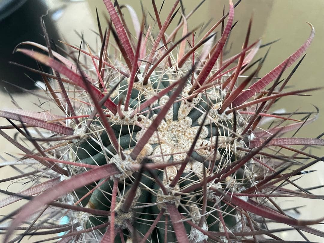 サボテン フェロカクタス 神仙玉 古株 大きめ 焼けあり