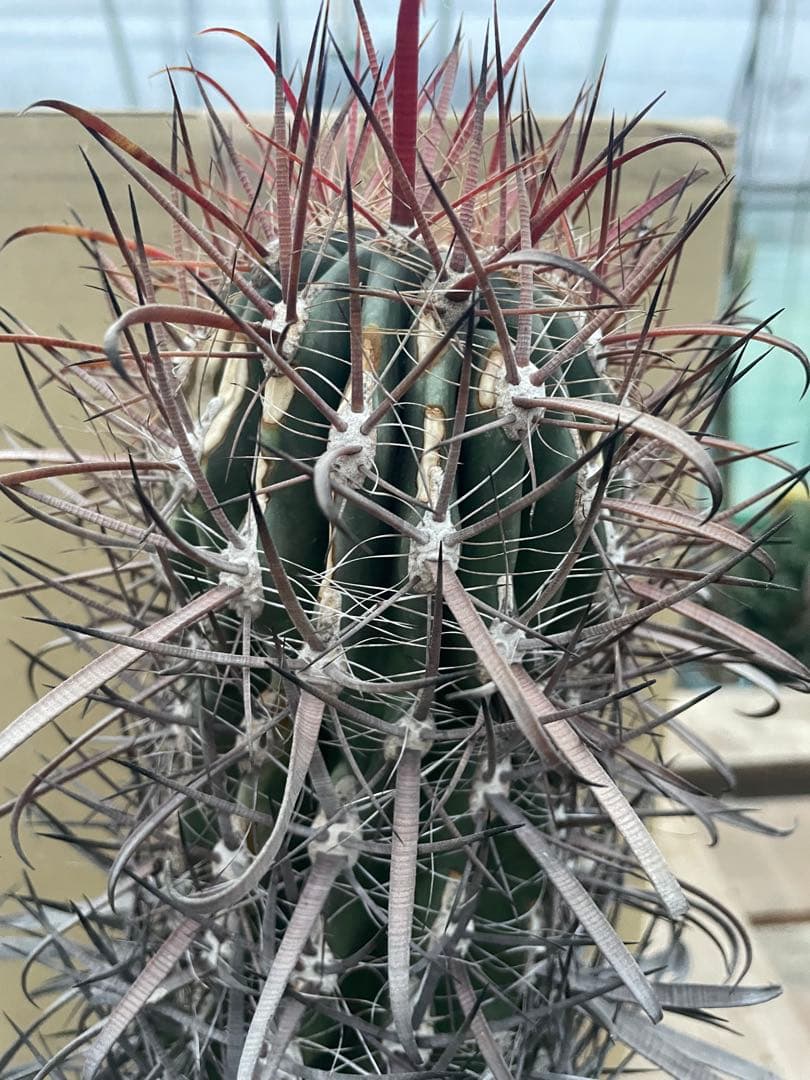 サボテン フェロカクタス 神仙玉 古株 大きめ 焼けあり