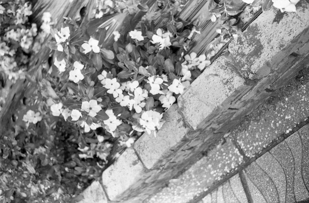 【整備済完動品・モルト/赤ベロOK!】Olympus Trip35