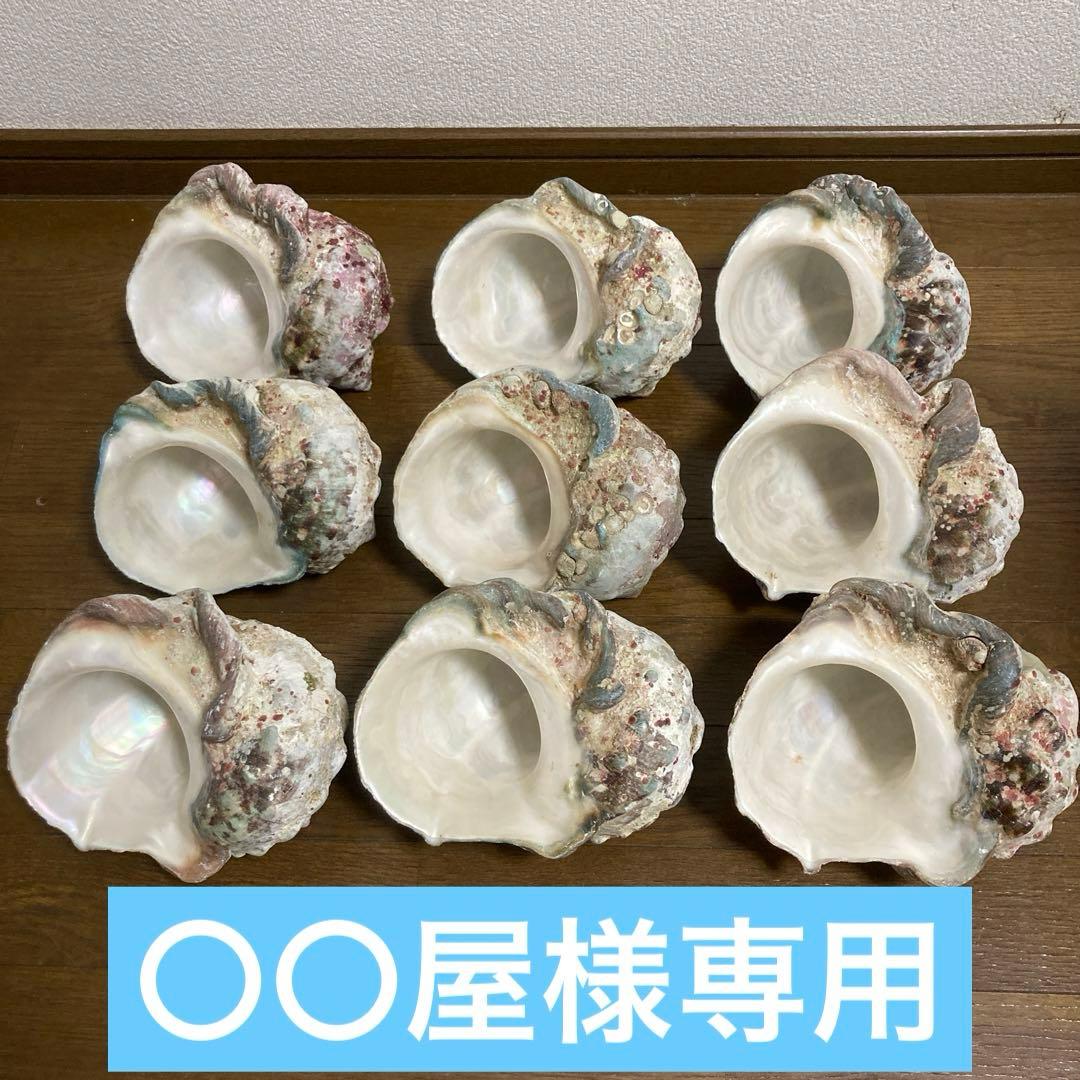 【沖縄産】夜光貝の殻　まとめ売り　9個　約9754g