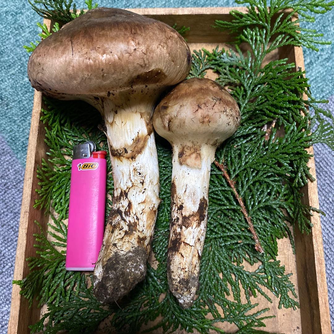 南信州豊丘産 松茸151ｇ