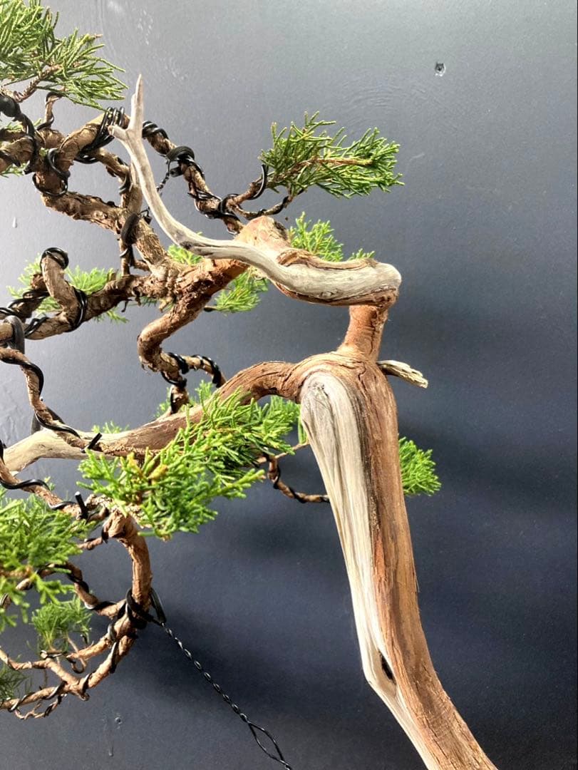 LOVE  ☆期間限定SALE☆糸魚川真柏盆栽 山木