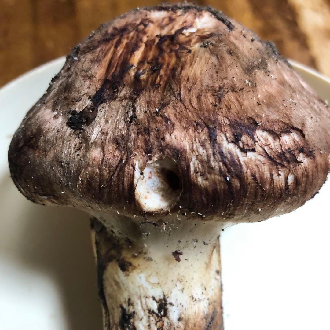 値下げ　長野県信州産　国産松茸　130g