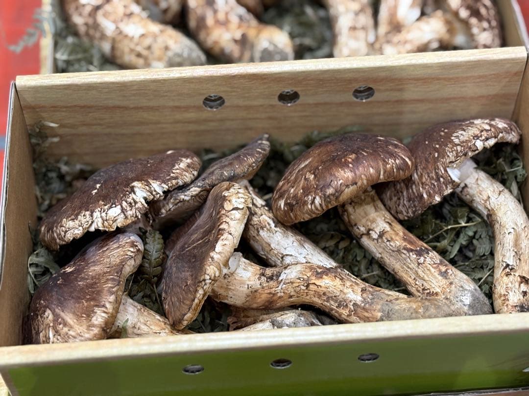 【シーズン終盤】国産天然松茸400g