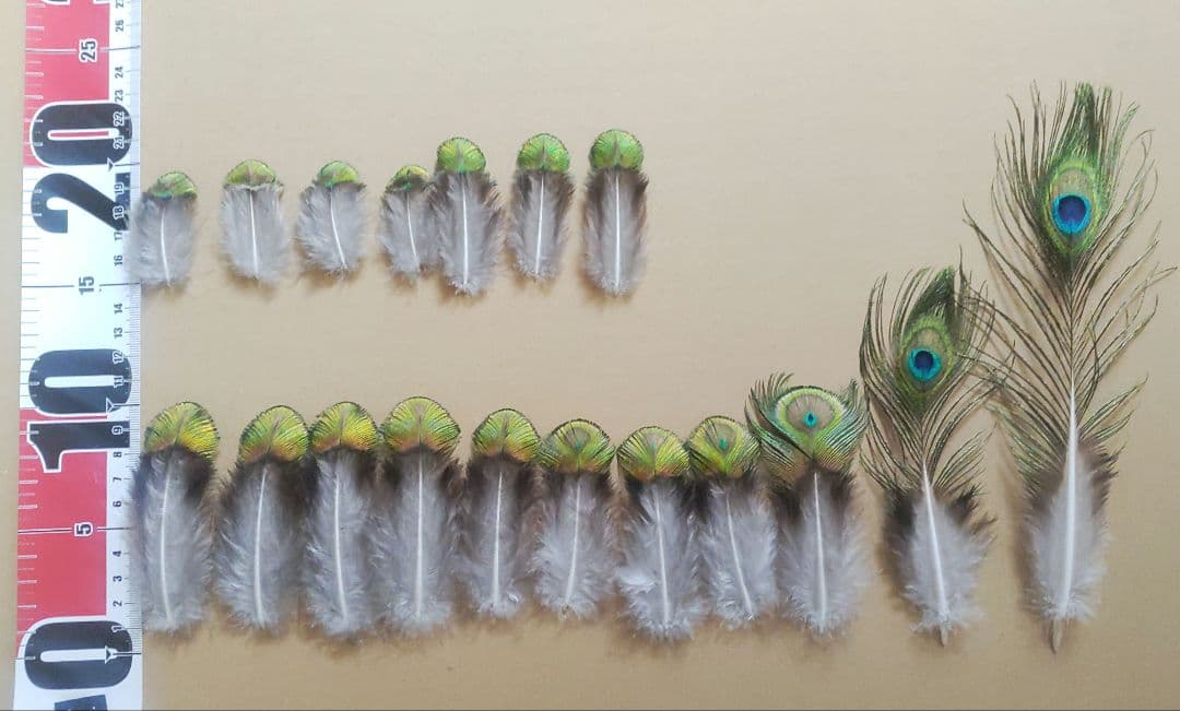 TTGさまリクエスト商品　【孔雀の羽根　ピーコックアイ、ソード&フォーク65本】