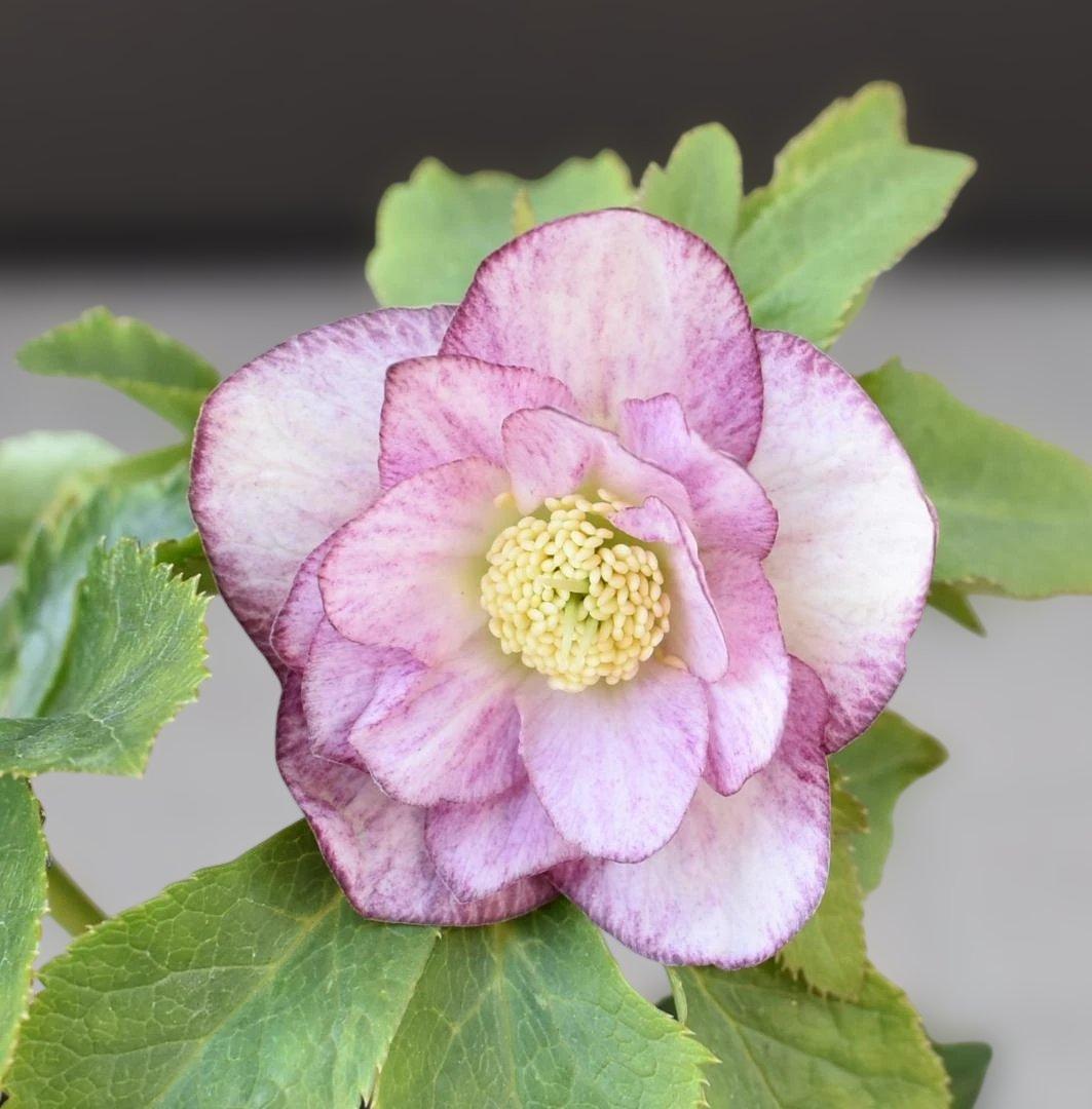 か*ん様 大木ナーサリー　いろはhyb　クリスマスローズ　　開花株