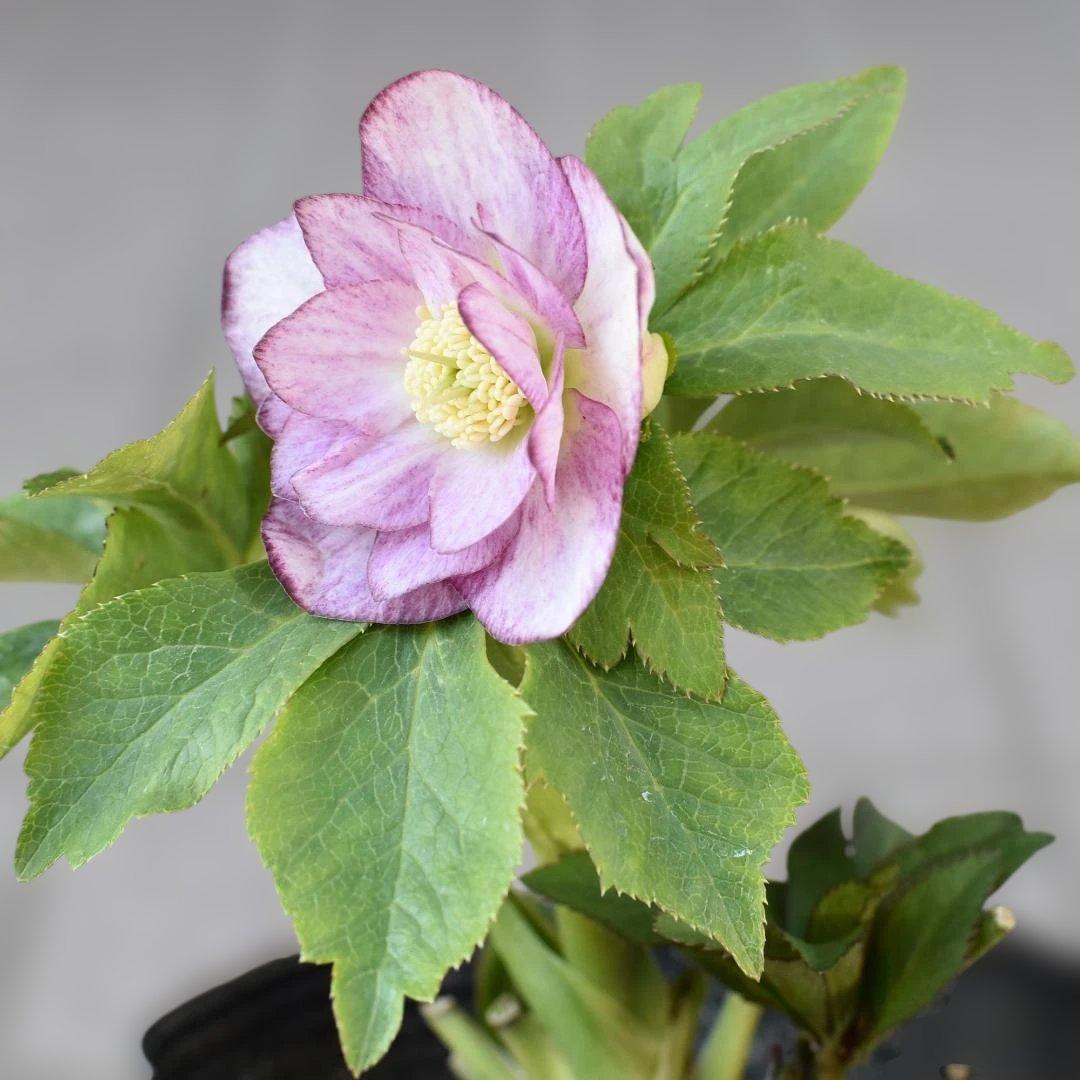 か*ん様 大木ナーサリー　いろはhyb　クリスマスローズ　　開花株