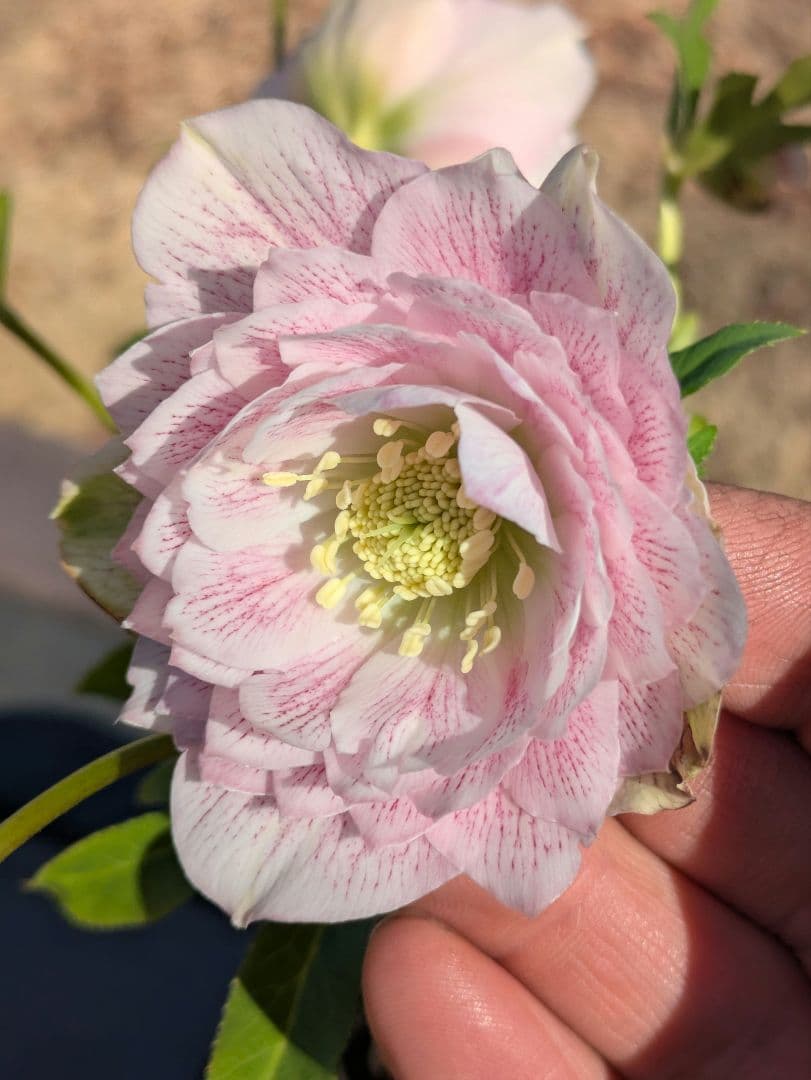 広瀬園芸 クリスマスローズ ★超多弁ベイン★ 輝くパステルピンク 蕾付き