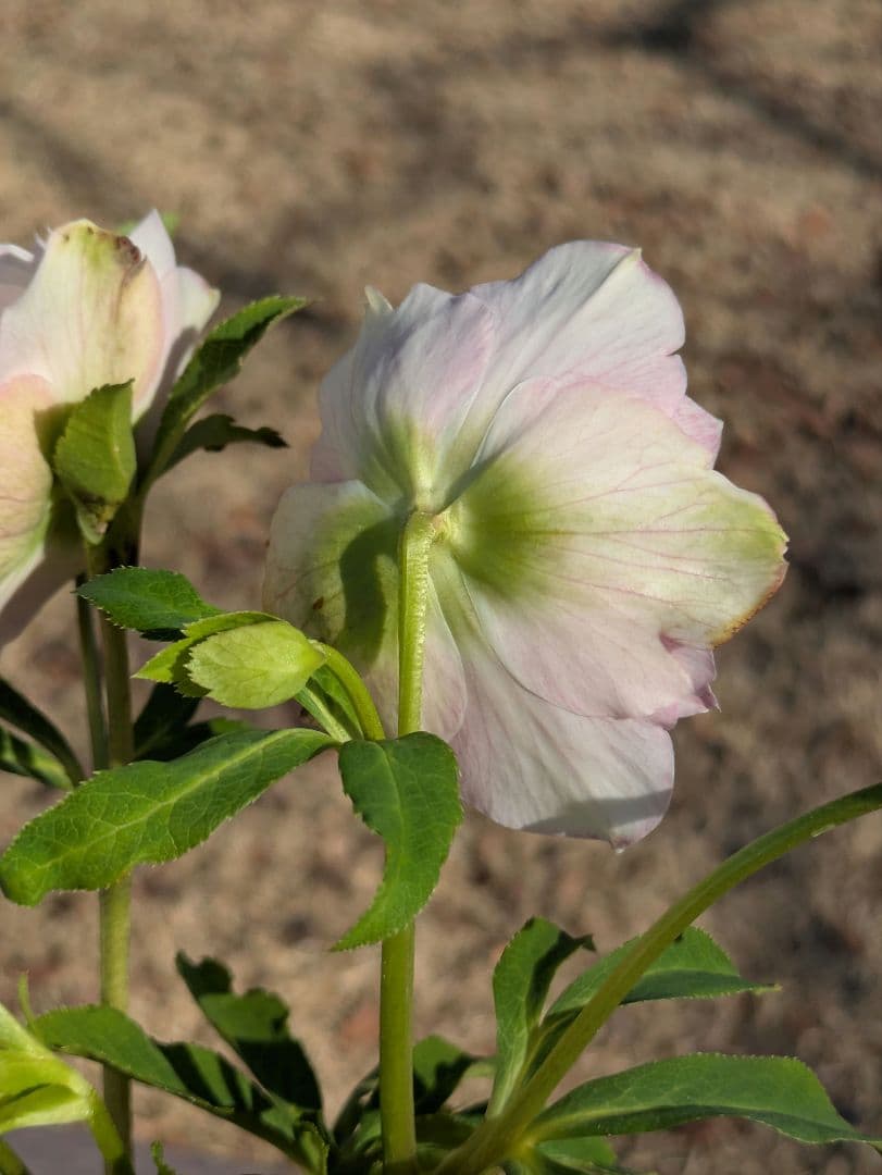 広瀬園芸 クリスマスローズ ★超多弁ベイン★ 輝くパステルピンク 蕾付き