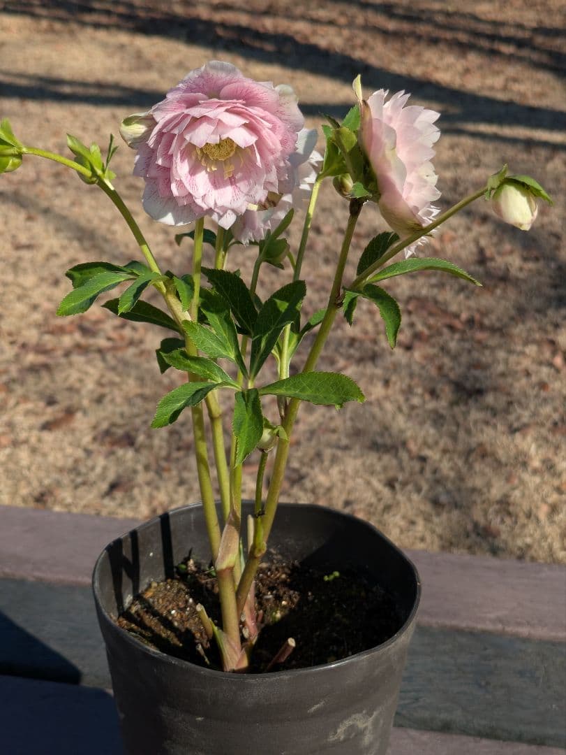 広瀬園芸 クリスマスローズ ★超多弁ベイン★ 輝くパステルピンク 蕾付き