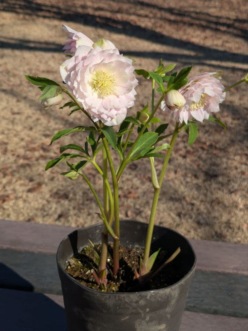 広瀬園芸 クリスマスローズ ★超多弁ベイン★ 輝くパステルピンク 蕾付き