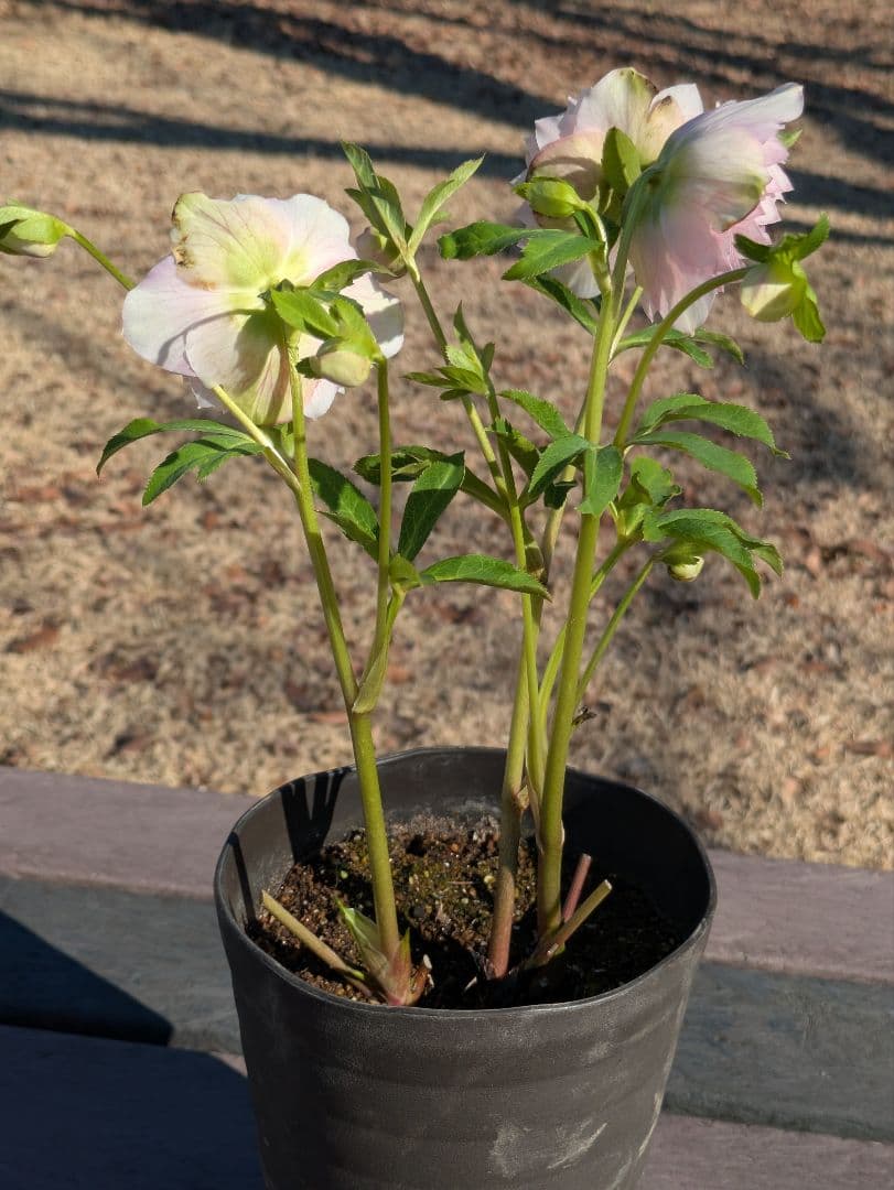 広瀬園芸 クリスマスローズ ★超多弁ベイン★ 輝くパステルピンク 蕾付き