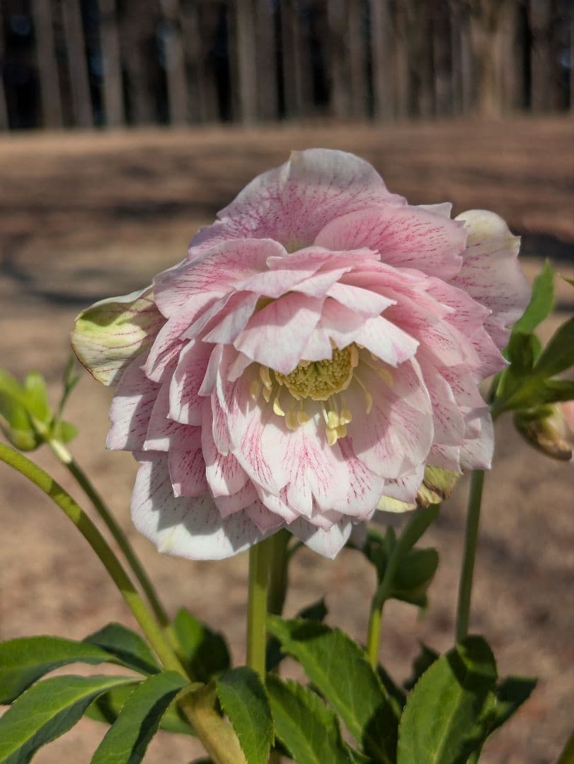 広瀬園芸 クリスマスローズ ★超多弁ベイン★ 輝くパステルピンク 蕾付き