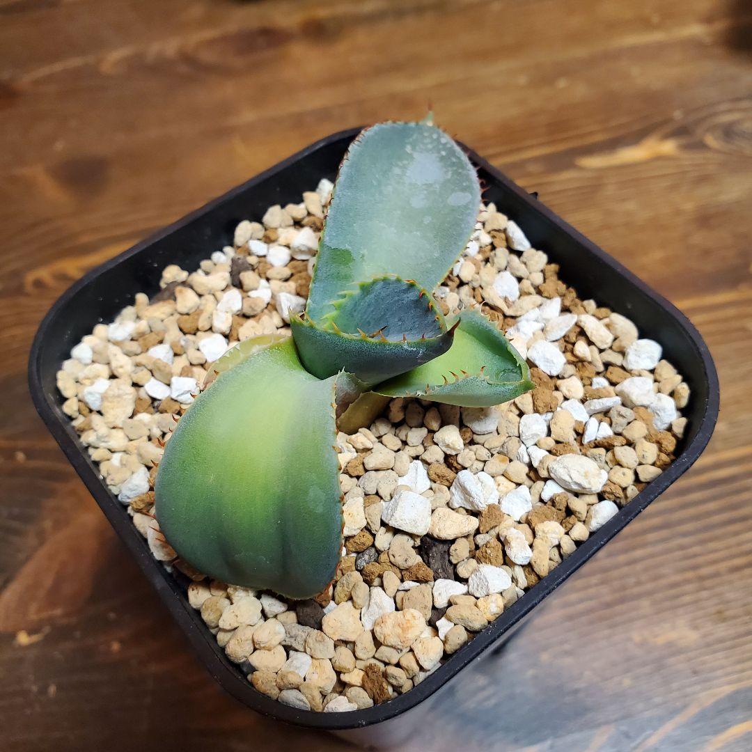 papiro台湾アガベグアダラハラナドワーフ２株