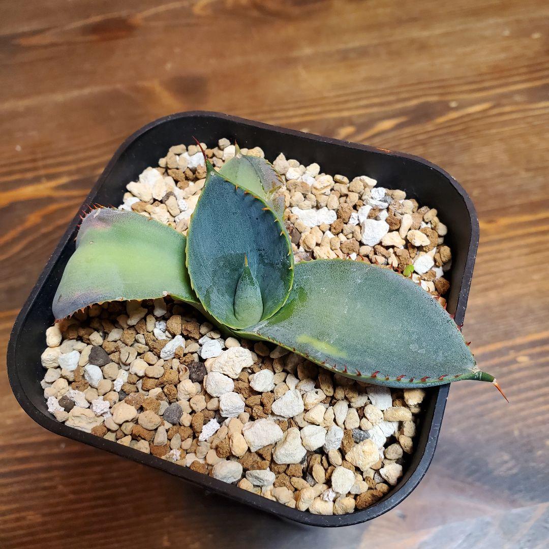 papiro台湾アガベグアダラハラナドワーフ２株