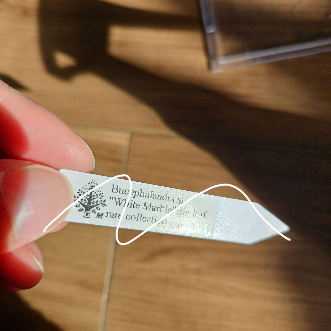 水草 Bucephalandra sp. White Marble Big leaf