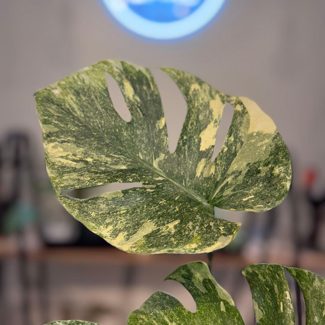 す*る様 22 モンステラ　デリシオーサ　レガシー　斑入り　美斑