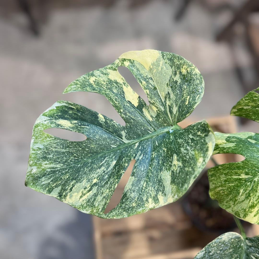 す*る様 22 モンステラ　デリシオーサ　レガシー　斑入り　美斑
