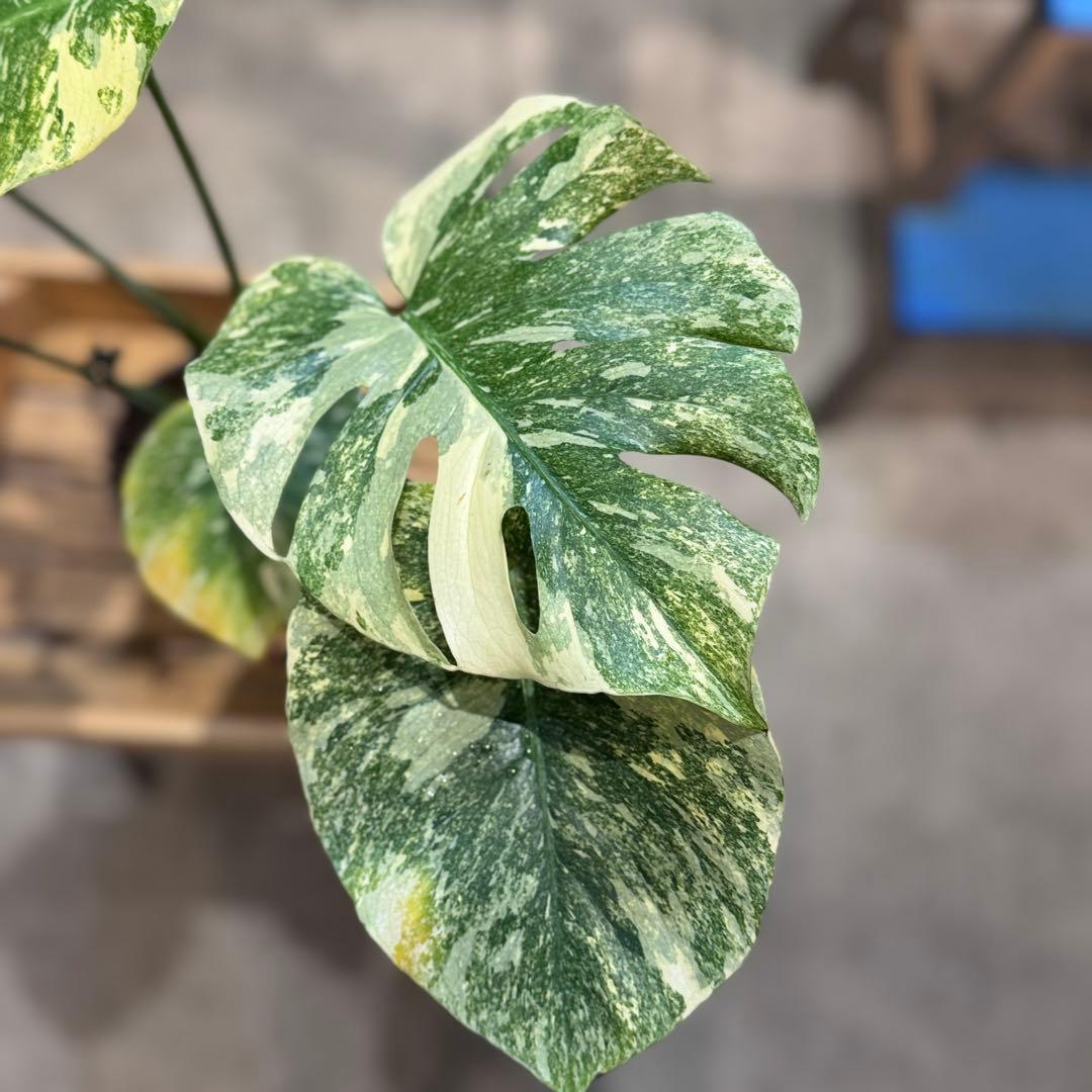 す*る様 22 モンステラ　デリシオーサ　レガシー　斑入り　美斑