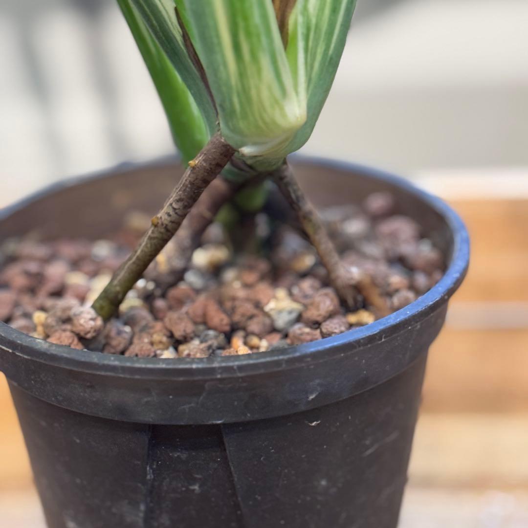 す*る様 22 モンステラ　デリシオーサ　レガシー　斑入り　美斑