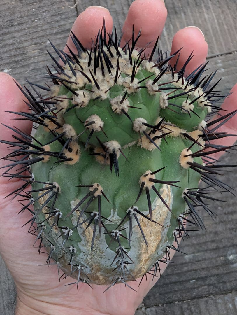 M*9様 【特選】コピアポア　シネレア　黒王丸②