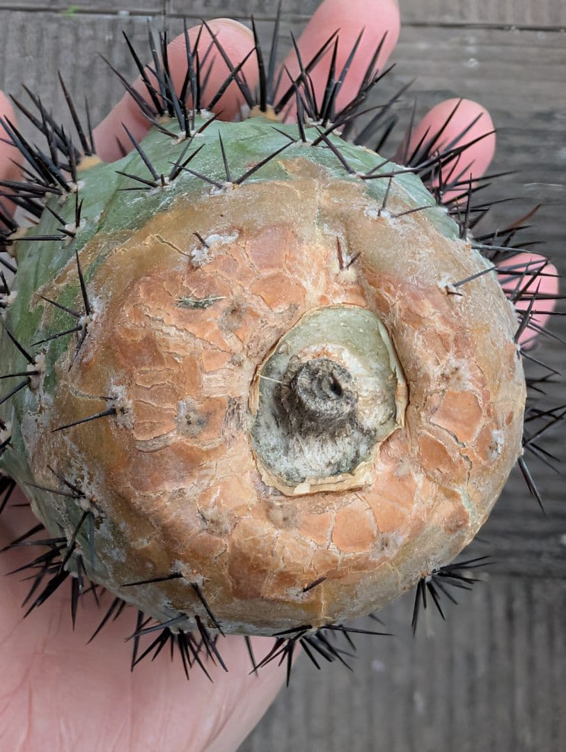 M*9様 【特選】コピアポア　シネレア　黒王丸②