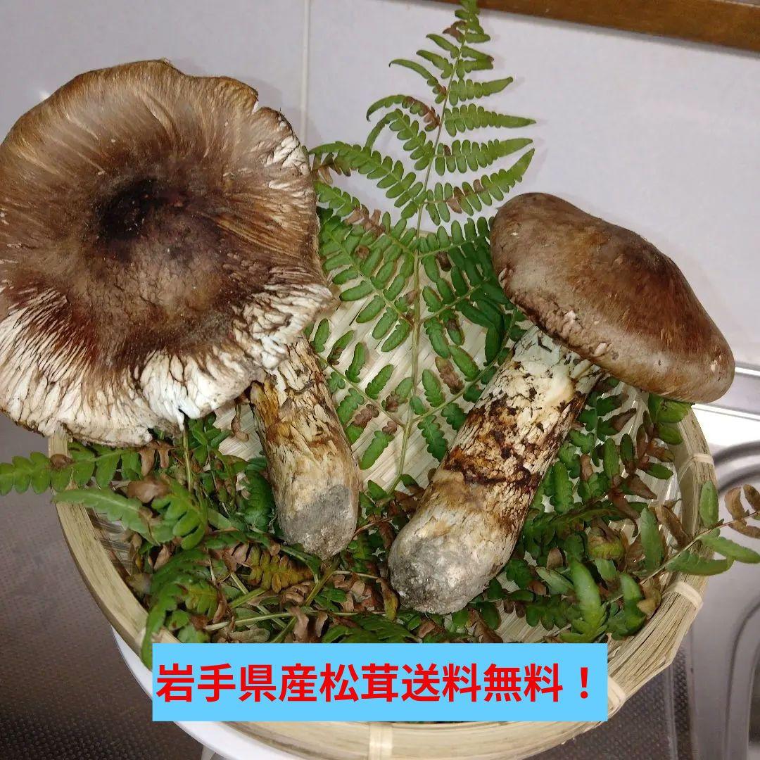 ✿岩手県産松茸250グラム送料無料❀