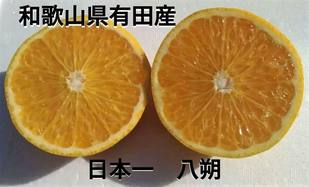 特大玉 15Kg 防腐剤無し✌️有田産八朔 プリプリ サクサク スーパーフルーツ