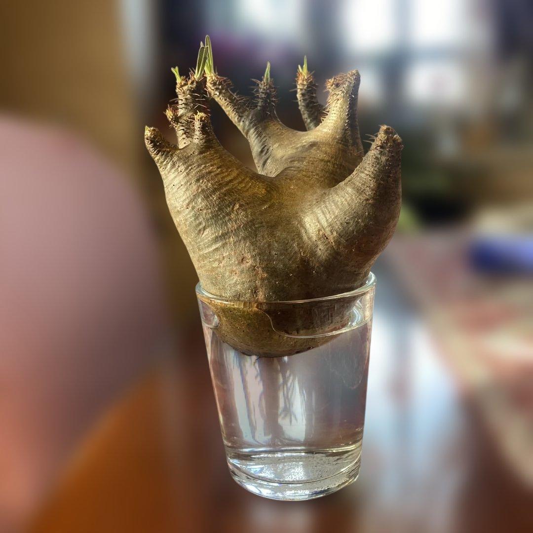 グラキリス 現地球