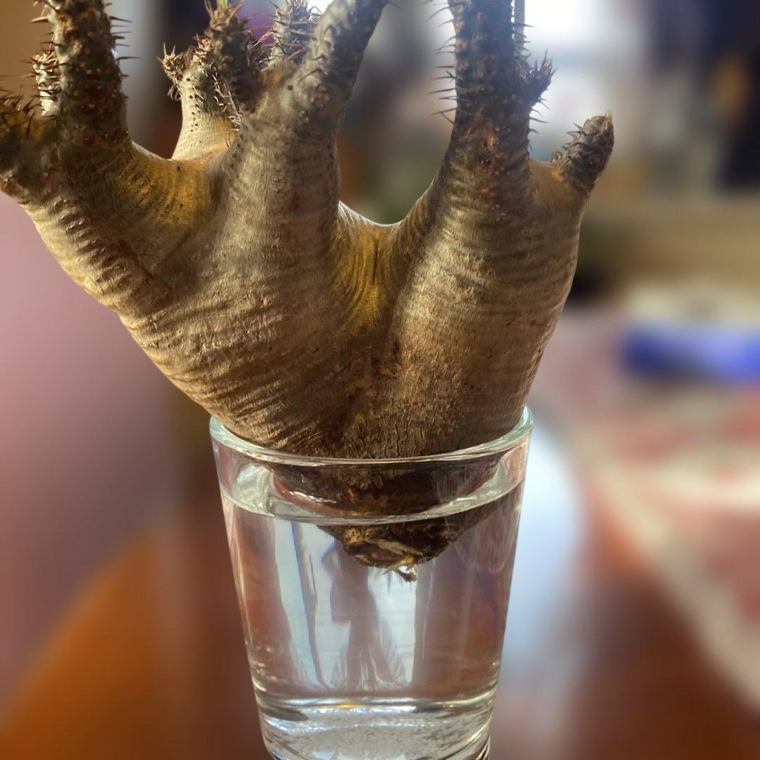 グラキリス 現地球