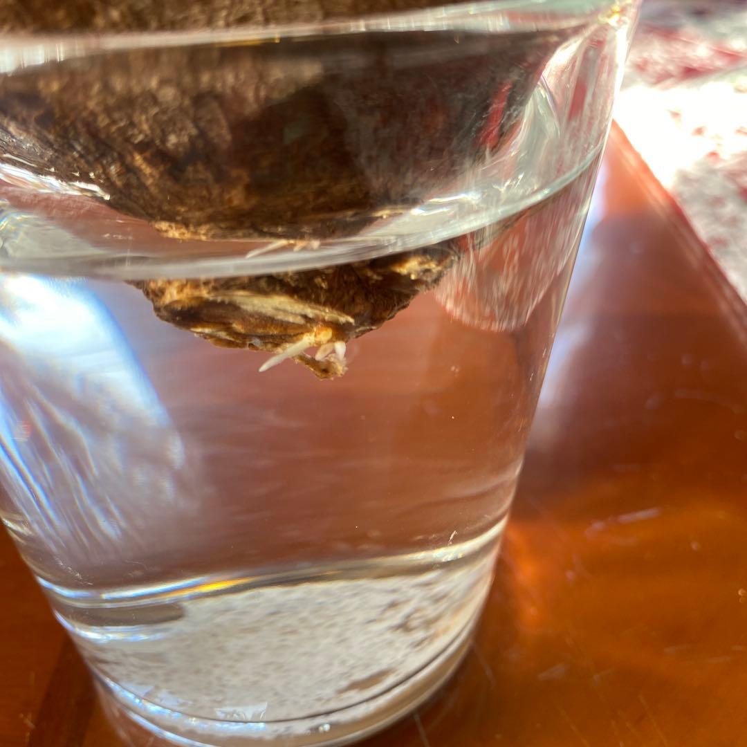 グラキリス 現地球