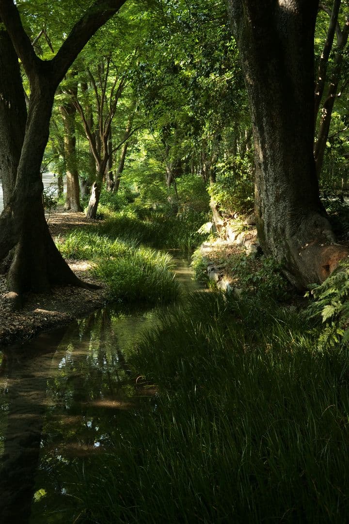 レンズ(単焦点) Leica Summicron 50mm f2.0