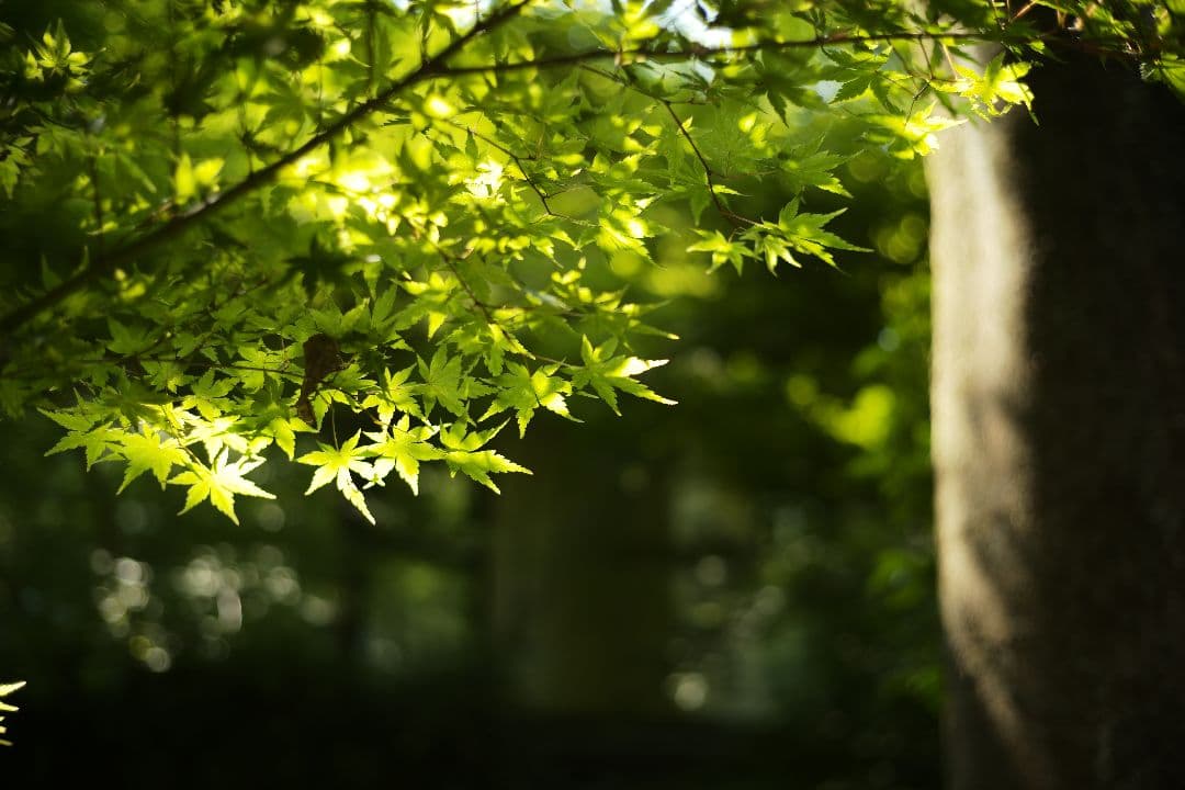 レンズ(単焦点) Leica Summicron 50mm f2.0