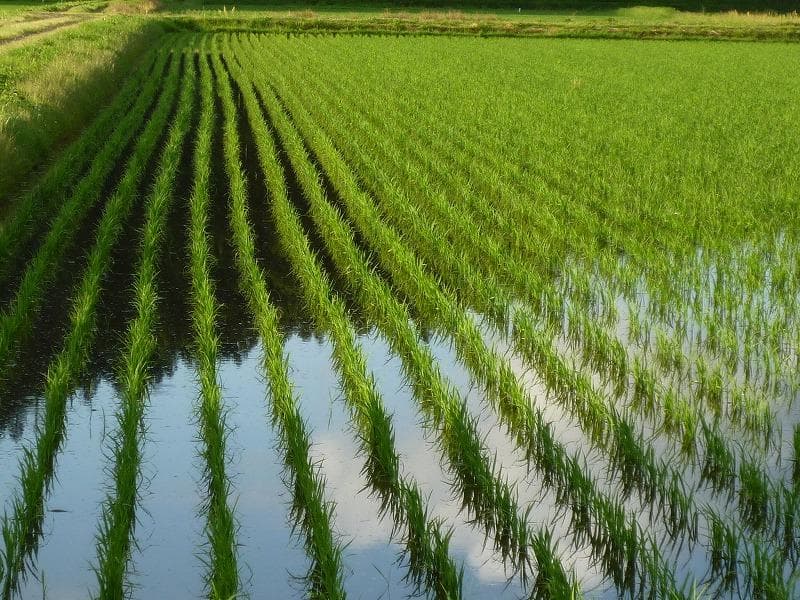 岐阜ブランド米　令和７年度『岐阜ハツシモ』新米　白米(玄米可)10キロ送料無料