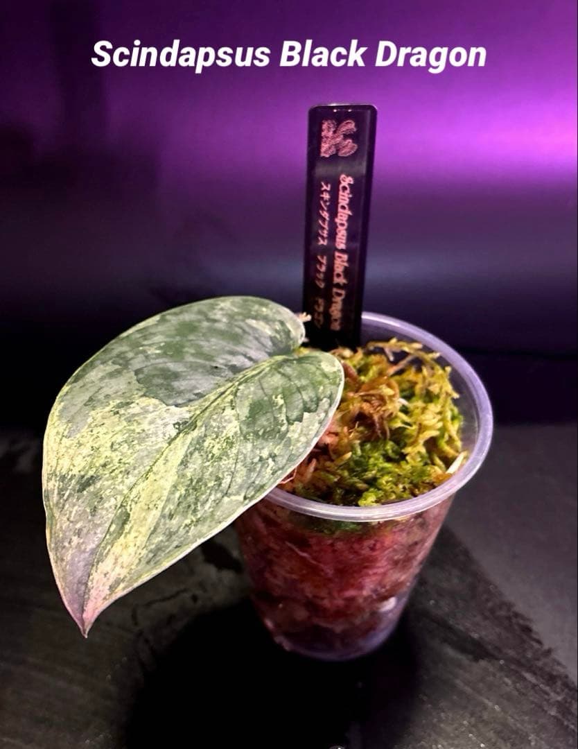 (まに商品)スキンダプサス　セット　a1