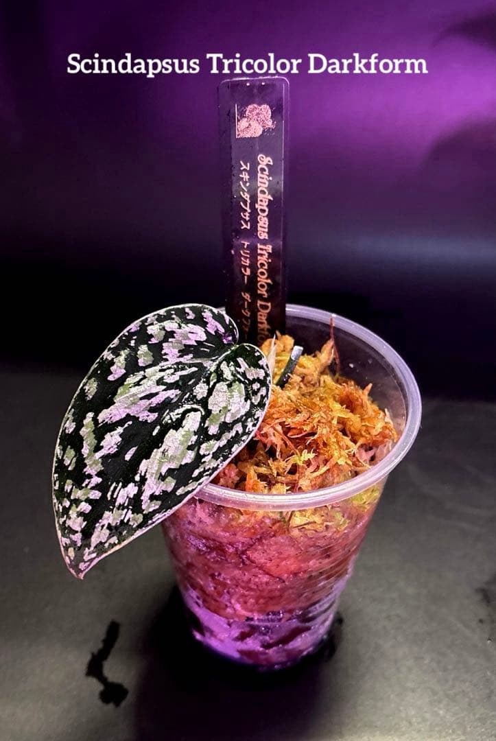 (まに商品)スキンダプサス　セット　a1