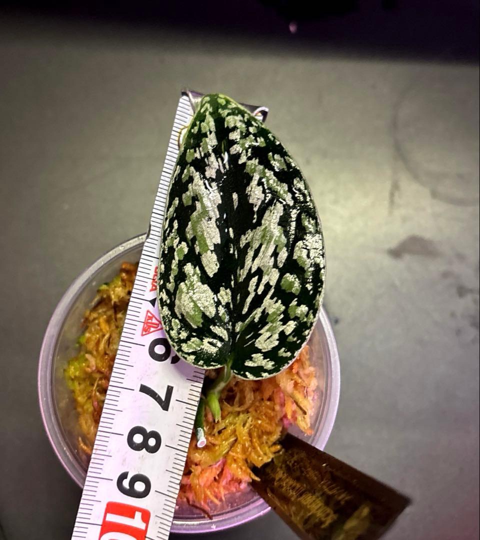 (まに商品)スキンダプサス　セット　a1