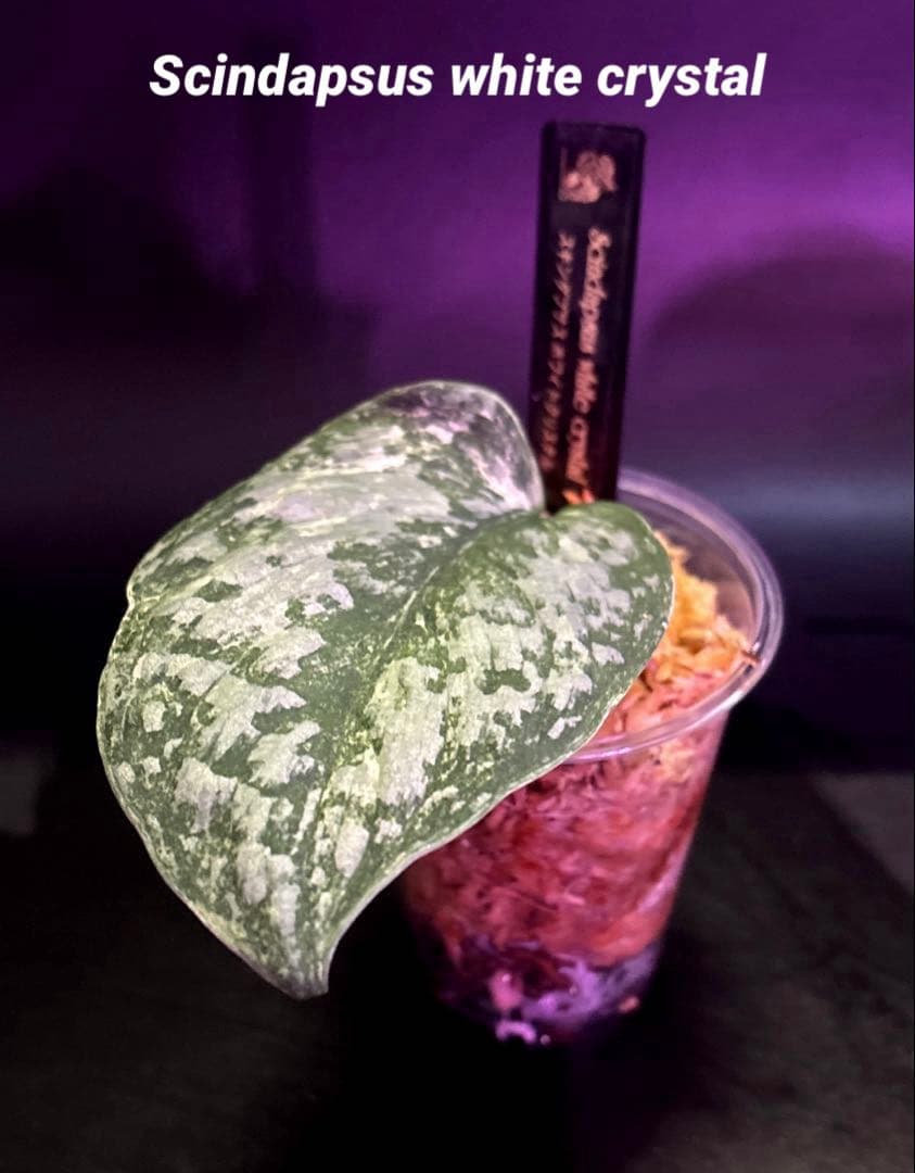 (まに商品)スキンダプサス　セット　a1