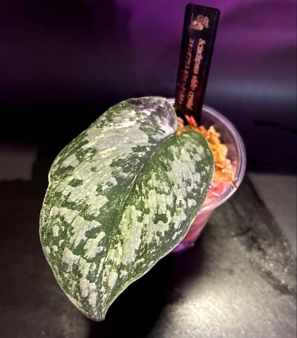 (まに商品)スキンダプサス　セット　a1