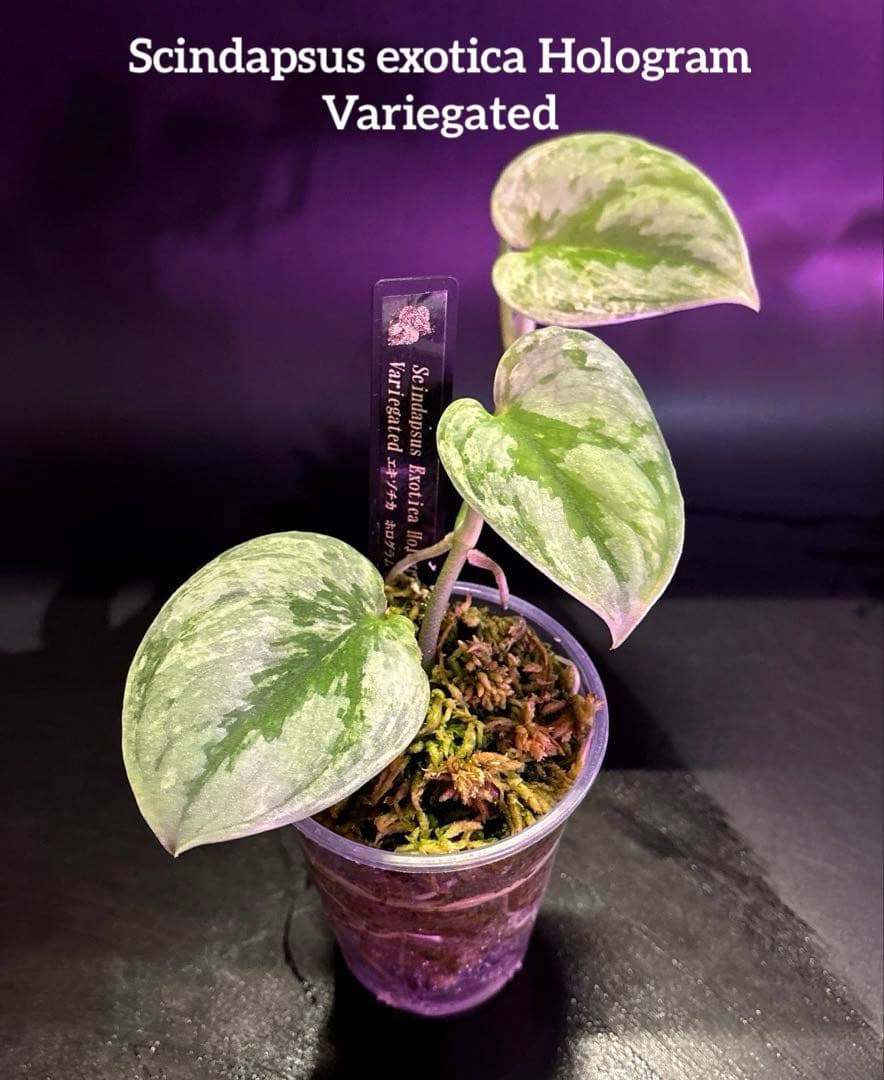 (まに商品)スキンダプサス　セット　a1