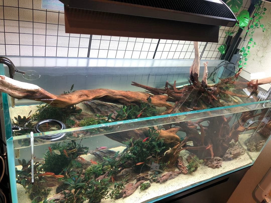 特大流木 水槽用レイアウト用品　現在交渉中