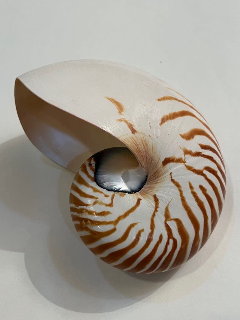 希少サイズ　完品　オウム貝の殻 大小2個セット　フタゴヤシ